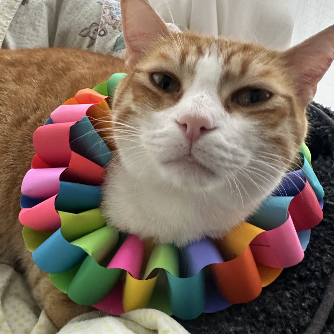 Cat Fairy Godmother