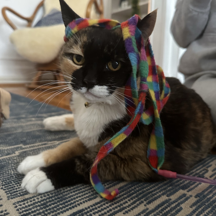 Cat Fairy Godmother photo 3