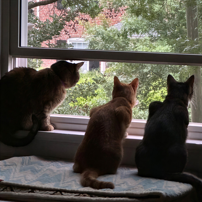 Kat Your Cat's New Bestie photo 3