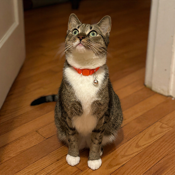 Kat Your Cat's New Bestie photo 2