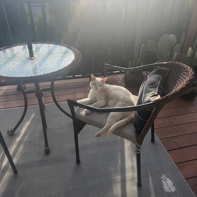 Pdx Cat Sitter-Cat Lady