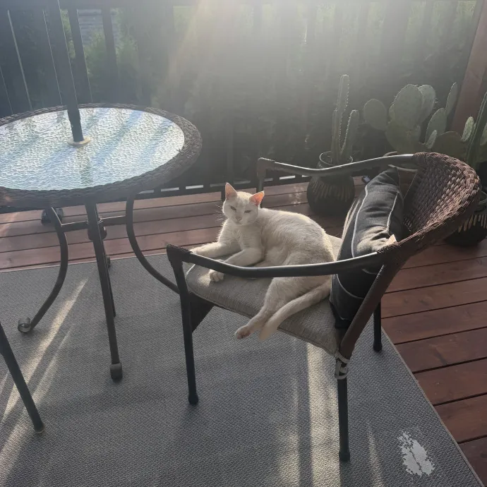 Pdx Cat Sitter-Cat Lady
