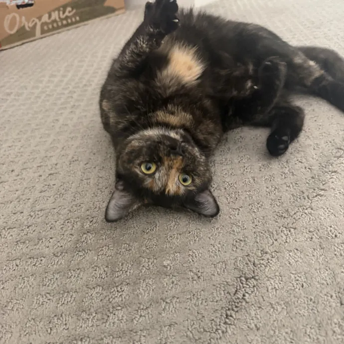 Pdx Cat Sitter-Cat Lady