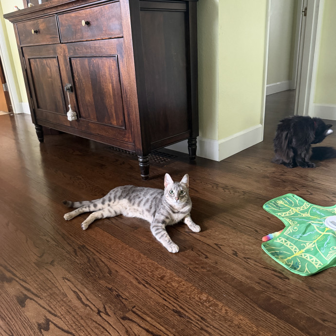 Pdx Cat Sitter-Cat Lady