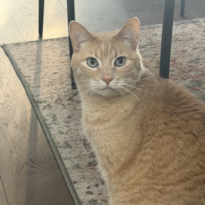 Pdx Cat Sitter-Cat Lady