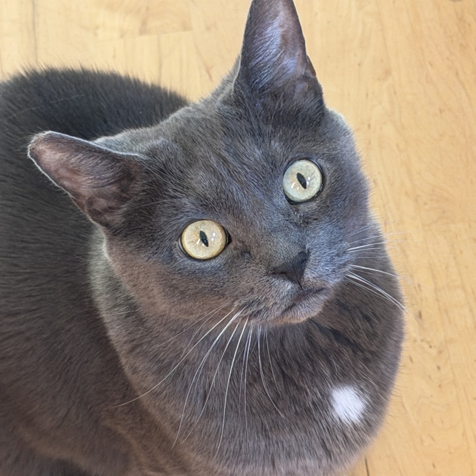 Pdx Cat Sitter-Cat Lady