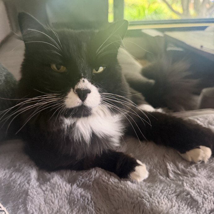 Pdx Cat Sitter-Cat Lady photo 3