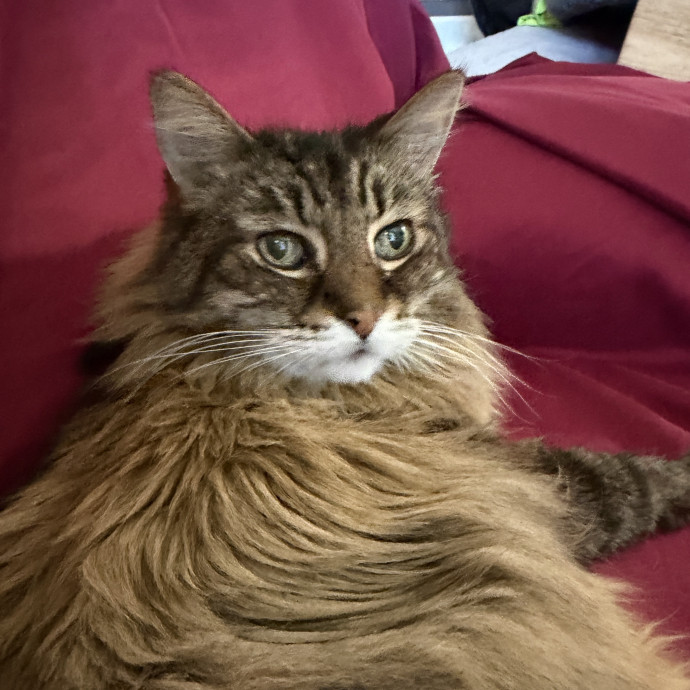 Pdx Cat Sitter-Cat Lady photo 2