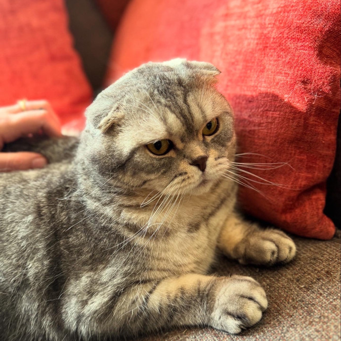 Cat Mom Of 3- Excited To Love Yours Too