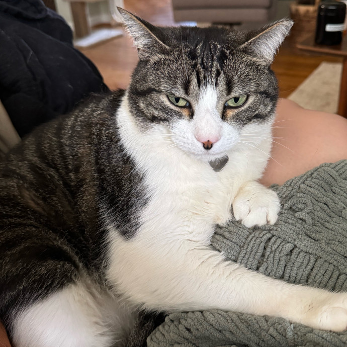 Cat Mom Of 3- Excited To Love Yours Too