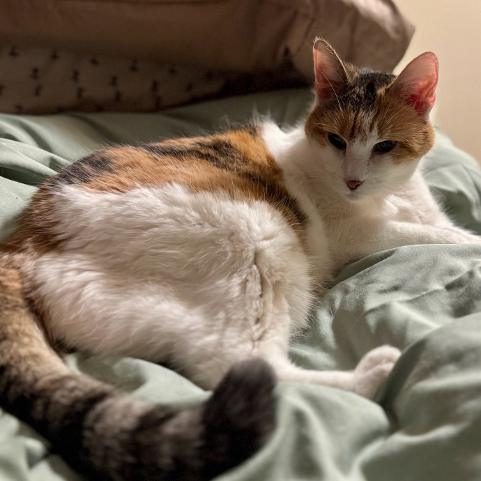 Cat Mom Of 3- Excited To Love Yours Too