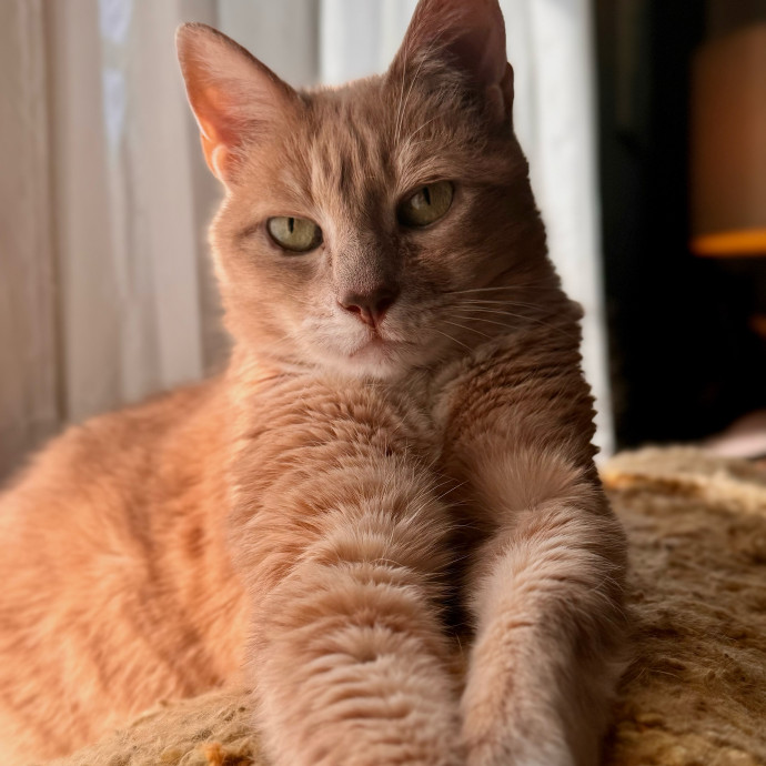 Cat Mom Of 3- Excited To Love Yours Too