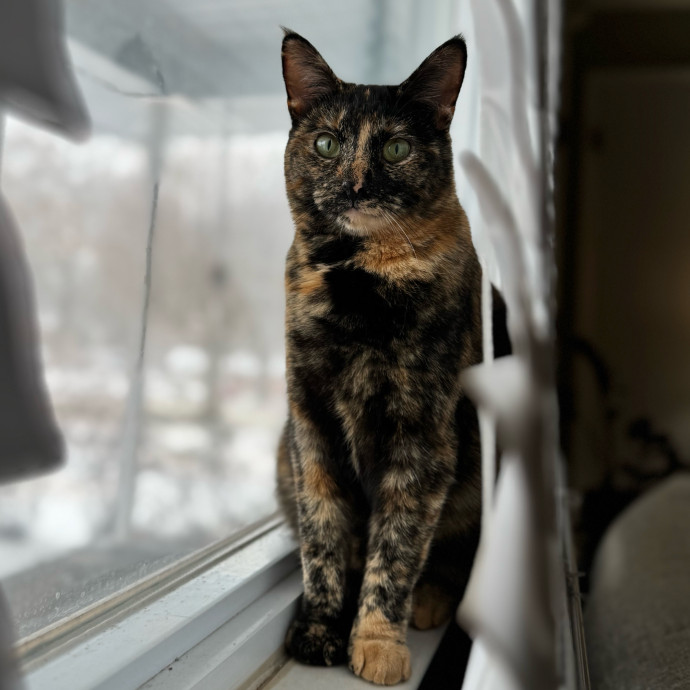 Cat Mom Of 3- Excited To Love Yours Too