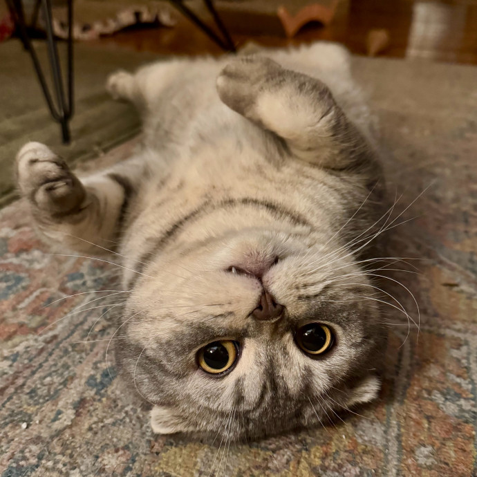 Cat Mom Of 3- Excited To Love Yours Too