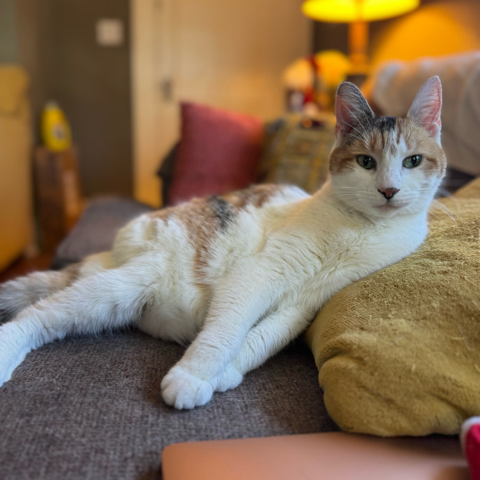 Cat Mom Of 3- Excited To Love Yours Too