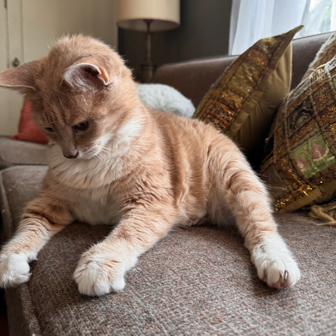 Cat Mom Of 3- Excited To Love Yours Too