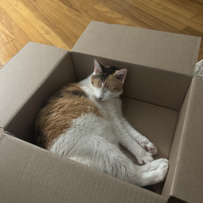 Cat Mom Of 3- Excited To Love Yours Too photo 3