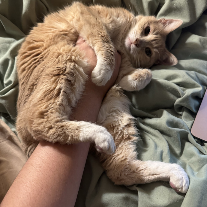 Cat Mom Of 3- Excited To Love Yours Too photo 2