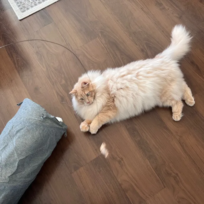 Maryam And Faadhil T.