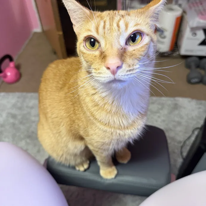 Your Favorite Cat Sitter