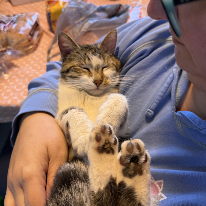 Your Favorite Cat Sitter