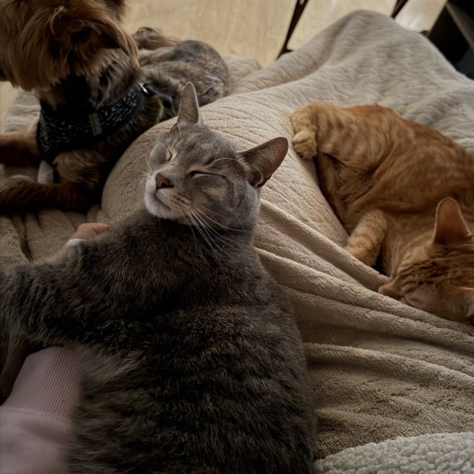 Your Favorite Cat Sitter