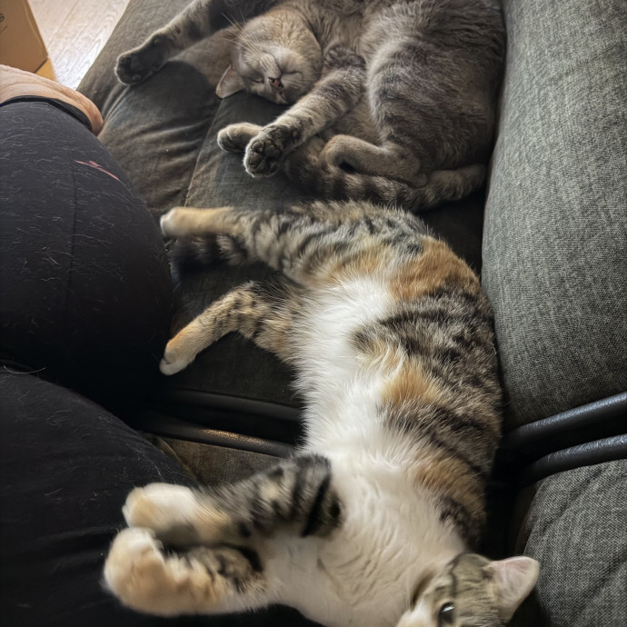 Your Favorite Cat Sitter