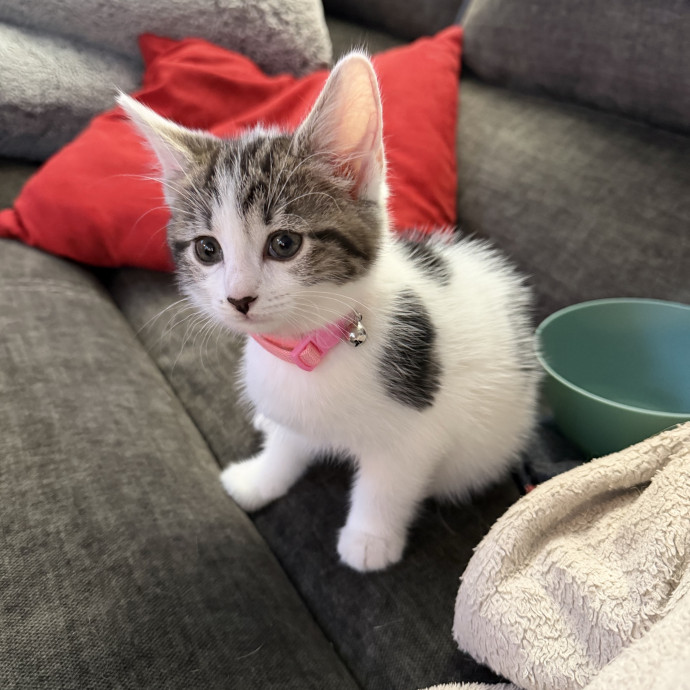 Your Favorite Cat Sitter photo 2