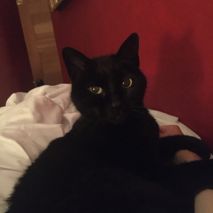 Responsible Rest-Assured Cat Care