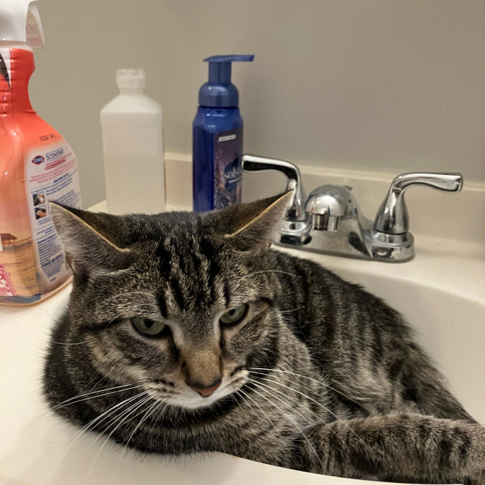 Responsible Rest-Assured Cat Care