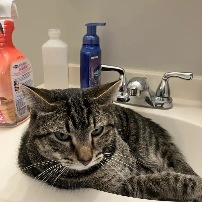 Responsible Rest-Assured Cat Care