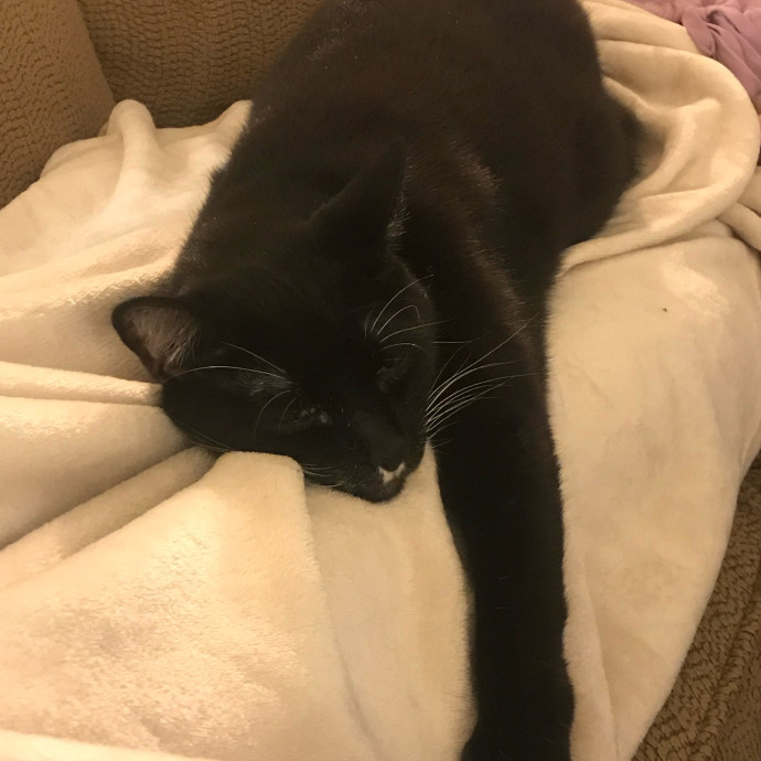 Responsible Rest-Assured Cat Care