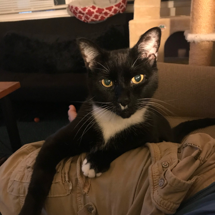 Responsible Rest-Assured Cat Care photo 3