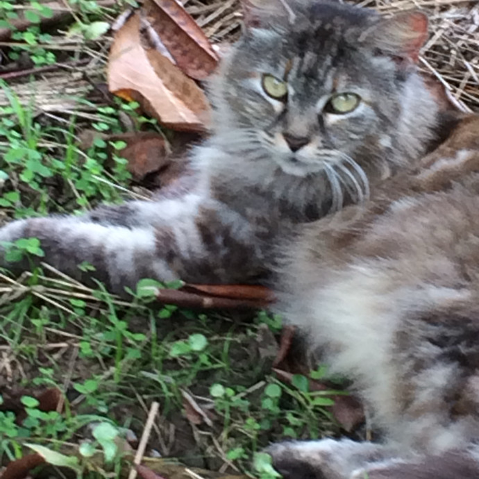 Responsible Rest-Assured Cat Care photo 2