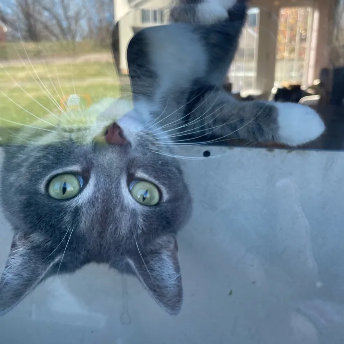 Purrfect Kitty Care