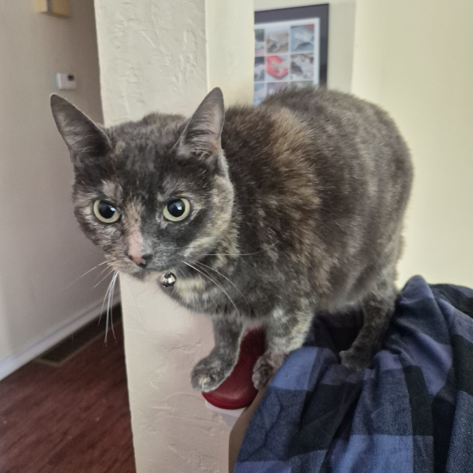 Your Cats Favorite Sitter photo 3