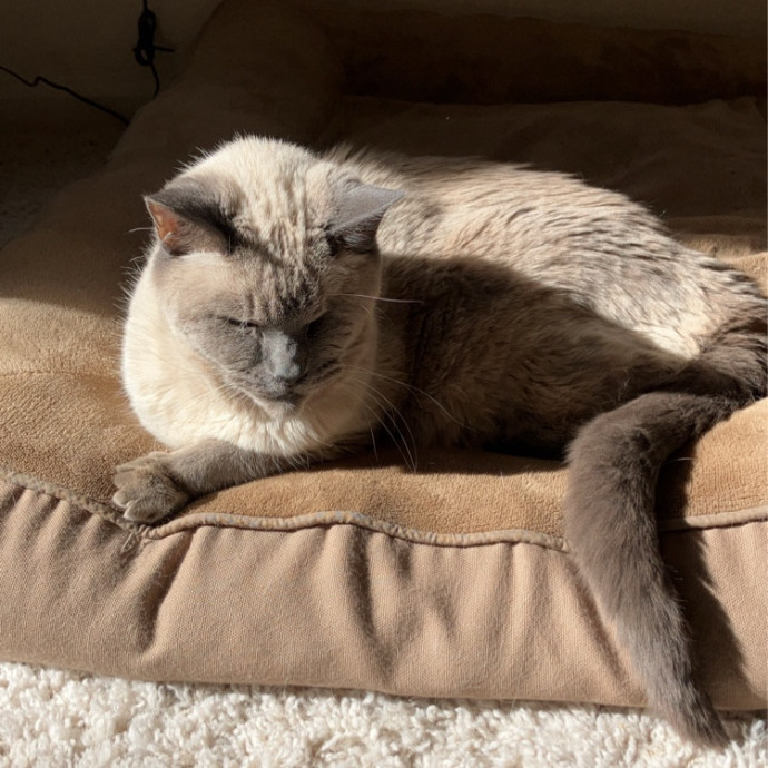 Stirling The Cat Nanny