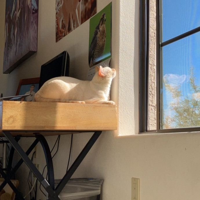 Stirling The Cat Nanny