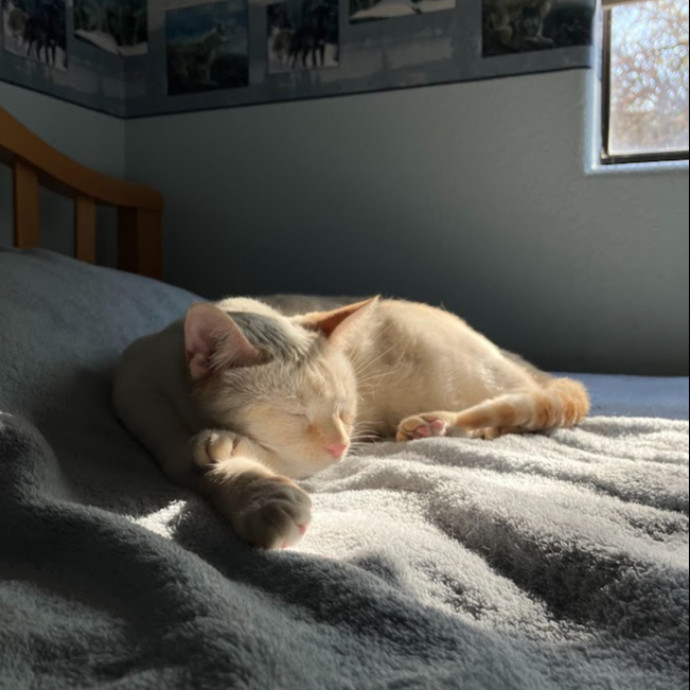 Stirling The Cat Nanny