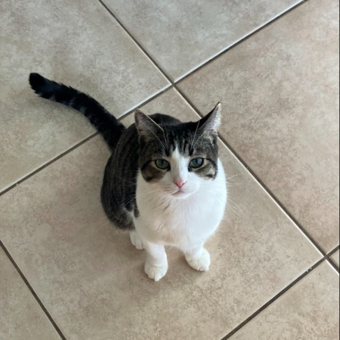 Stirling The Cat Nanny photo 3