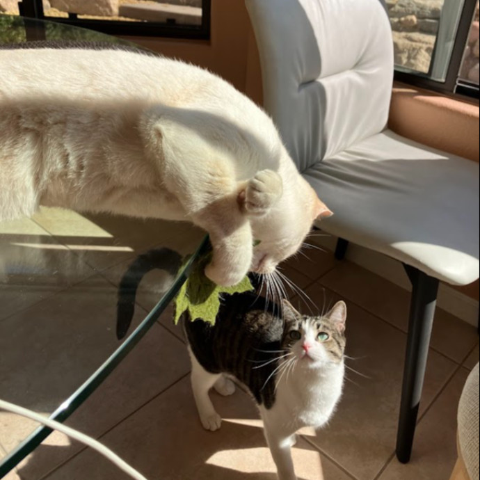 Stirling The Cat Nanny photo 2