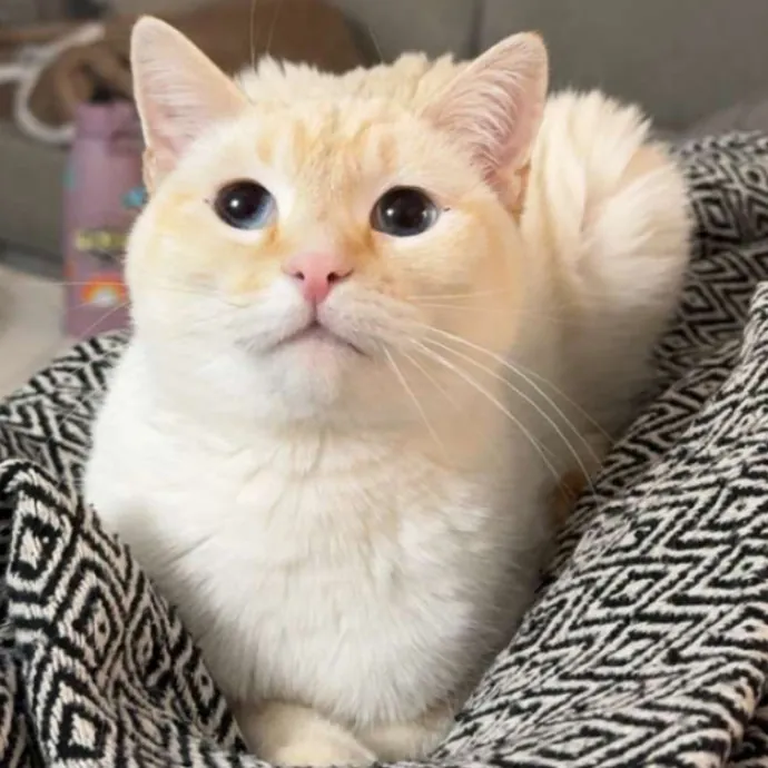 Lauren The Loving Cat Nanny photo 3