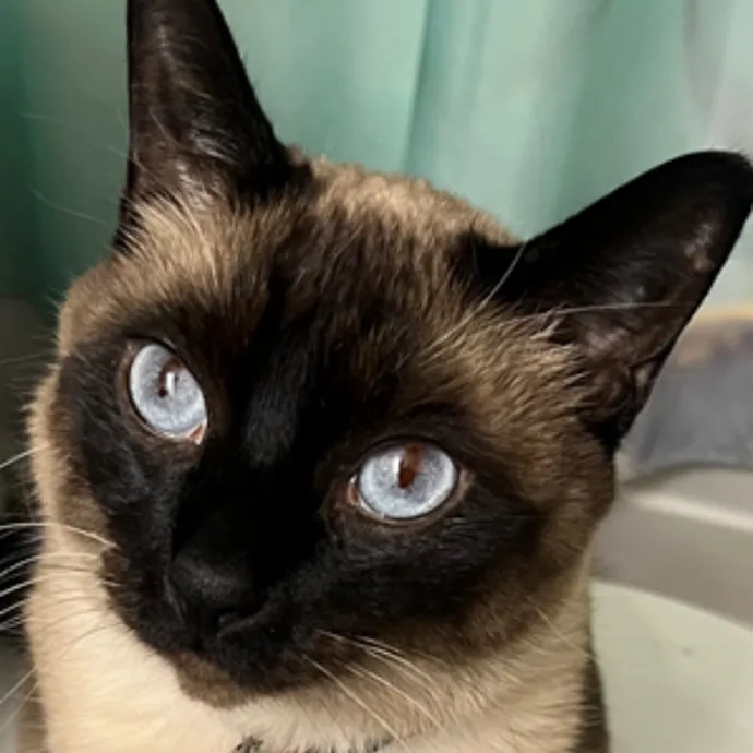 Lauren The Loving Cat Nanny photo 2