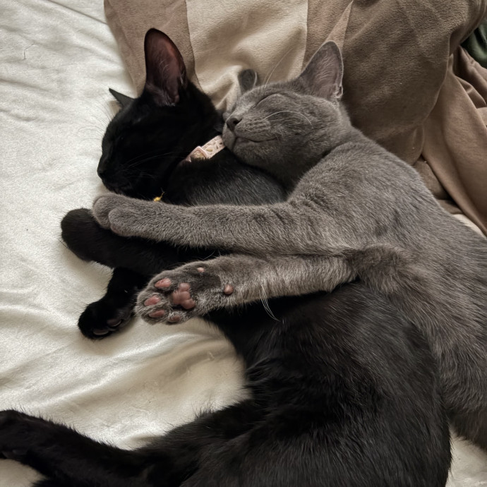 Purr-Fect Care While You're Away