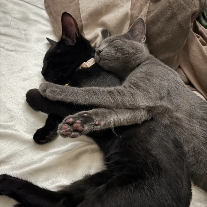 Purr-Fect Care While You're Away