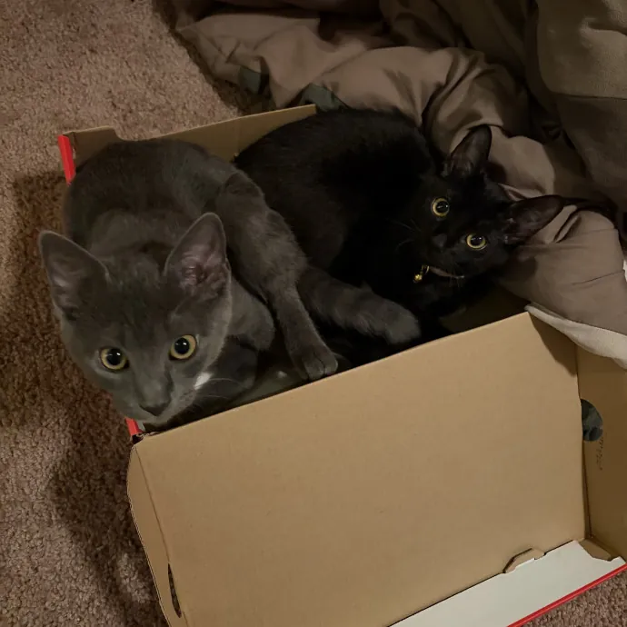 Purr-Fect Care While You're Away