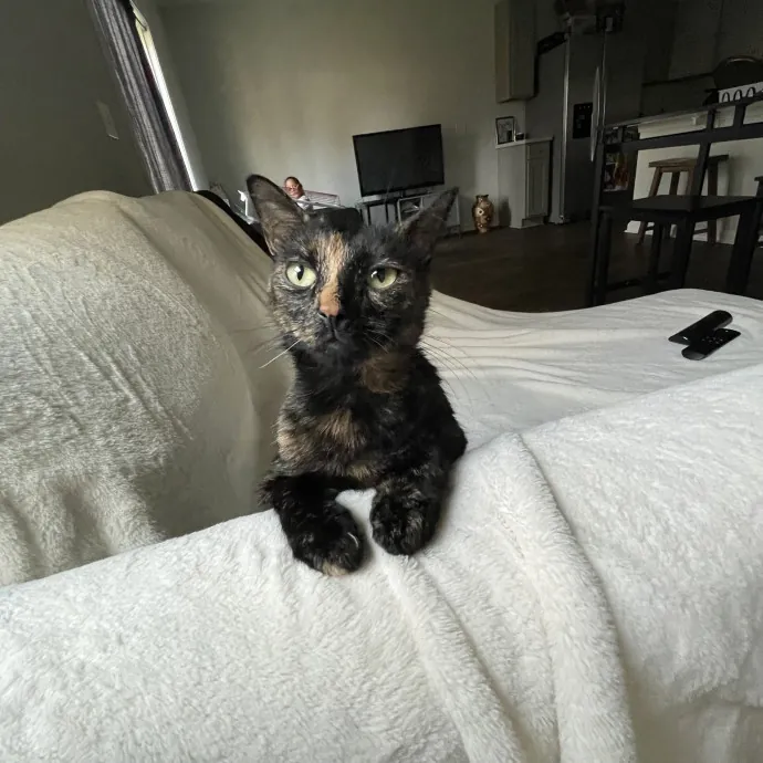 Purr-Fect Care While You're Away