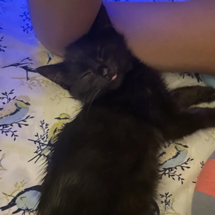 Purr-Fect Care While You're Away