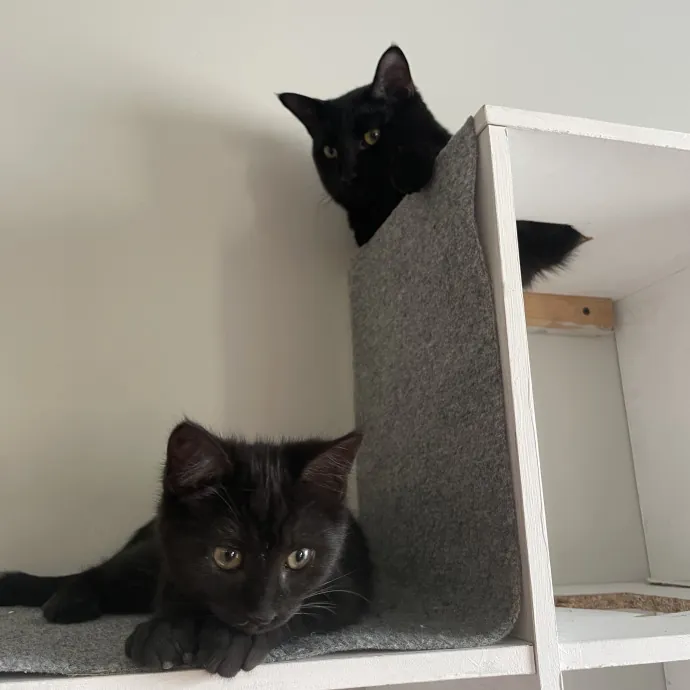 Purr-Fect Care While You're Away