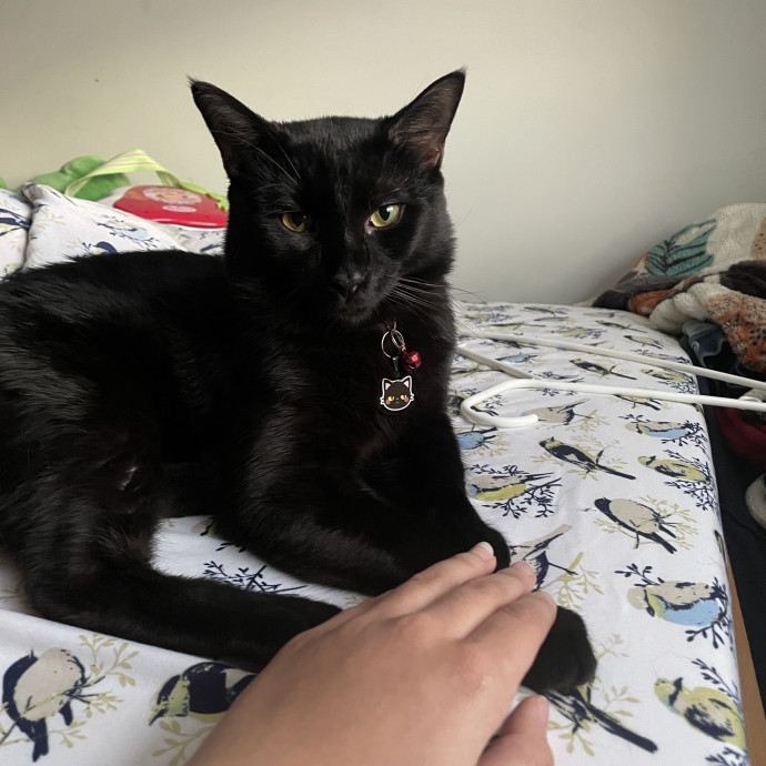 Purr-Fect Care While You're Away